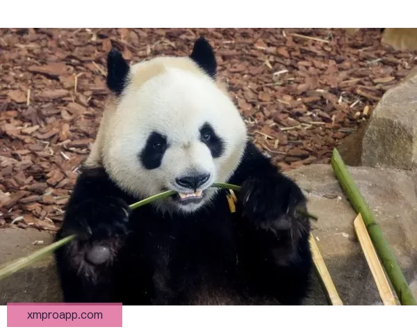 熊猫体育平台可靠吗用户真实体验功能优缺点全面解析与使用指南