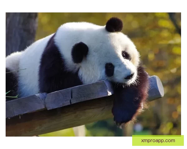 熊猫体育体验评测详解是否值得长期使用与推荐